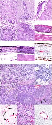 Histopathologic Findings Following Experimental Equine Herpesvirus 1 Infection of Horses